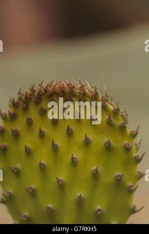 Cactus, Opuntia, pad dans le désert de Sonora, en Arizona sur fond vert. Banque D'Images