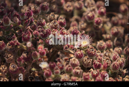 Mesembryanthemum crystallinum, usine de glace cristalline, la couverture du sol dans le sud de la Californie Banque D'Images