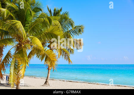 Key West Florida Smathers Beach palm trees in USA Banque D'Images