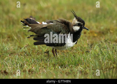 A Lapwing, l'un des oiseaux les plus menacés au monde, a trouvé un sanctuaire dans la prison de Maghaberry, utilisé pour loger les détenus les plus dangereux d'Irlande du Nord. Banque D'Images