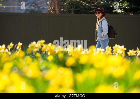Une femme marche parmi les jonquilles en fleurs dans le parc St James, dans le centre de Londres, lors d'une journée de beau temps printanier. Banque D'Images