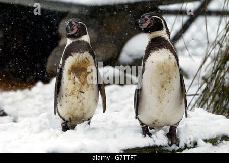 Les pingouins se trouvent dans la neige au parc zoologique de Whipsnade, dans le Bedfordshire, alors que le temps froid continuait à frapper le Royaume-Uni. Banque D'Images