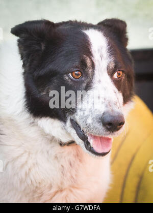 Faites don de votre chien à Kirkton Farm, à Abington, dans le Lanarkshire du Sud, qui a causé des arrière-plan sur une autoroute très fréquentée ce matin, « que vous êtes un chien qui prend le contrôle d'un tracteur ». Banque D'Images