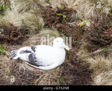 La nidification de l'albatros royal du sud de l'île Campbell, sub-antarctiques de Nouvelle-Zélande Banque D'Images