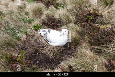 La nidification de l'albatros royal du sud de l'île Campbell, sub-antarctiques de Nouvelle-Zélande Banque D'Images