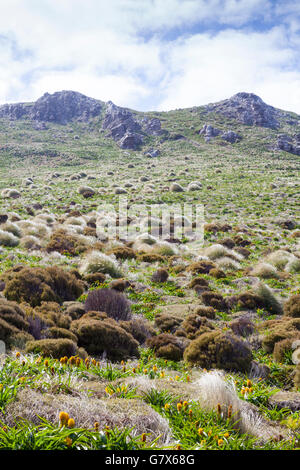 L'île Campbell, sub-antarctiques de Nouvelle-Zélande Banque D'Images