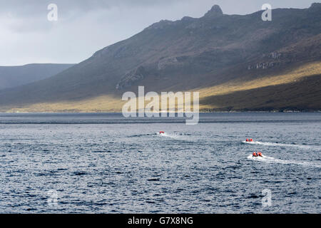 Opérations en zodiac La persévérance Harbour sur l'île Campbell, sub-antarctiques de Nouvelle-Zélande Banque D'Images