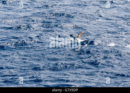 Le sud de l'albatros royal son envol de l'océan du sud près de l'île Campbell, sub-antarctiques de Nouvelle-Zélande Banque D'Images