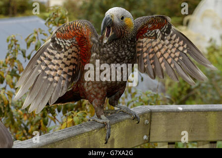 Perroquet de kaka en danger sur l'île Stewart, visité par le prince Harry lors de sa visite en Nouvelle-Zélande. Banque D'Images