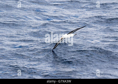 Albatros de Campbell en vol près de l'île Campbell, sub-antarctiques de Nouvelle-Zélande Banque D'Images