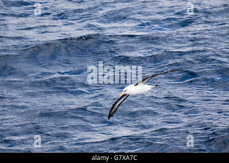 Albatros de Campbell en vol près de l'île Campbell, sub-antarctiques de Nouvelle-Zélande Banque D'Images