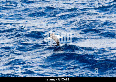 Albatros de Campbell en vol près de l'île Campbell, sub-antarctiques de Nouvelle-Zélande Banque D'Images