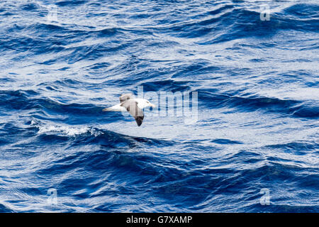 Albatros de Campbell en vol près de l'île Campbell, sub-antarctiques de Nouvelle-Zélande Banque D'Images