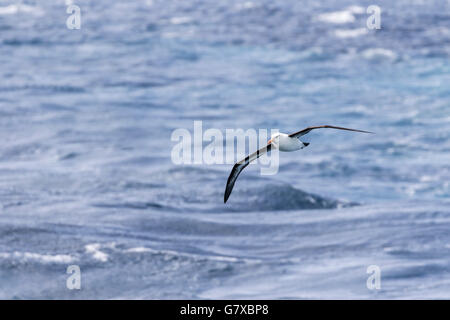 Campbell Black-browed mollymawk en vol près de l'île Campbell, la Nouvelle-Zélande sous-Antatrctic Banque D'Images