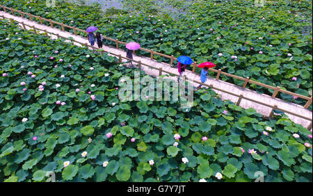 La Chine, la province de Shandong. 27 Juin, 2016. Les touristes voir fleurs de lotus à un canal Wetland Park dans le district de Tai'erzhuang Zaozhuang City, Shandong Province de Chine orientale, le 27 juin 2016. Qimin Crédit : Gao/Xinhua/Alamy Live News Banque D'Images