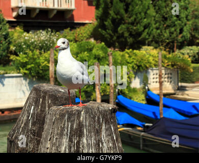 Une mouette sur les poteaux d'amarrage à Venise Banque D'Images