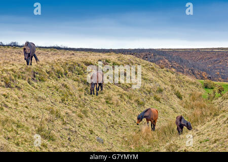 Les poneys sauvages en quête de nourriture près de Hay Tor à Dartmoor, dans le Devon, England, UK Banque D'Images