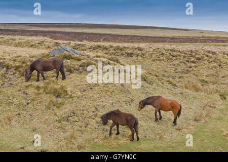 Les poneys sauvages en quête de nourriture près de Hay Tor à Dartmoor, dans le Devon, England, UK Banque D'Images