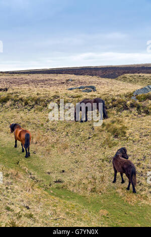 Les poneys sauvages en quête de nourriture près de Hay Tor à Dartmoor, dans le Devon, England, UK Banque D'Images