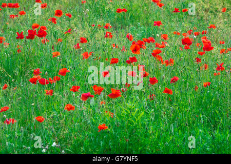 Coquelicots, vue en été d'un champ de coquelicots à Suffolk, East Anglia, Angleterre, Royaume-Uni Banque D'Images