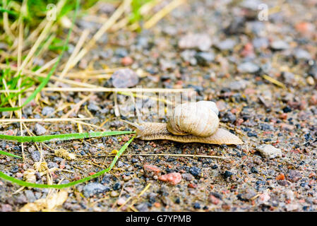 Escargot de Bourgogne (Helix pomatia) sur une route de campagne en direction de l'herbe. Également connu sous le nom d'escargot romain ou escargots. Banque D'Images