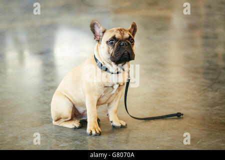 Perdu chien triste Bouledogue Français assis sur le plancher. Banque D'Images