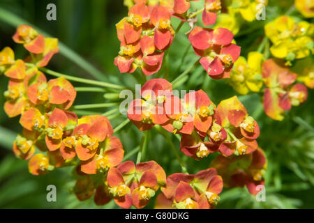 Euphorbia cyparissias. Abondante floraison d'une plante Banque D'Images