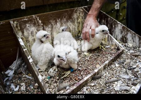 Quatre poussins faucon pèlerin dans la boîte de nid au sommet de la tour de la flèche, car ils sont enlevés pour être annelés à l'intérieur de la flèche à la cathédrale de Salisbury, Wiltshire, où les poussins ont éclos avec succès, seulement la deuxième fois depuis 1953. Banque D'Images