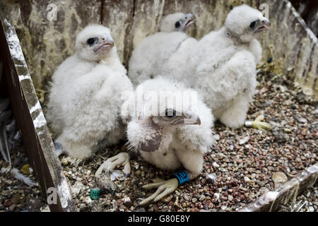 Quatre poussins faucon pèlerin dans la boîte de nid au sommet de la tour de la flèche, car ils sont enlevés pour être annelés à l'intérieur de la flèche à la cathédrale de Salisbury, Wiltshire, où les poussins ont éclos avec succès, seulement la deuxième fois depuis 1953. Banque D'Images