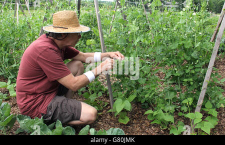 Jardinier dans un jardin portant un chapeau de paille ramasser les petits pois de la vigne Banque D'Images