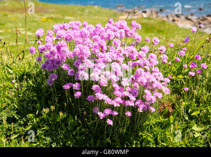 Armeria maritima, sea thrift, en fleurs, Point de plaine, Péninsule du Lézard, Cornwall, England, UK Banque D'Images