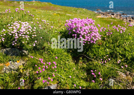 Armeria maritima, sea thrift, en fleurs, Point de plaine, Péninsule du Lézard, Cornwall, England, UK Banque D'Images