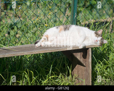 Idylle rurale. Onu-Fat Cat énergique de dormir dans le soleil. Banque D'Images