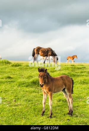 Cute young wild ponny dans la lande. En regardant la caméra. Banque D'Images