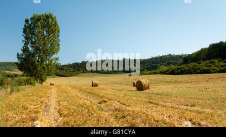 Paysage rural au cours de la saison estivale avec haye bales Banque D'Images