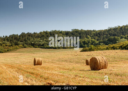 Paysage rural au cours de la saison estivale avec haye bales Banque D'Images