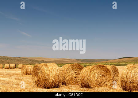 Paysage rural au cours de la saison estivale avec haye bales Banque D'Images