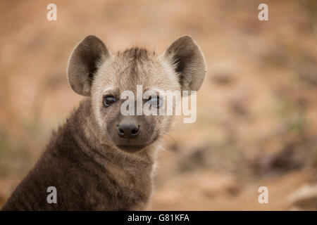 L'hyène tachetée, Kruger National Park, Afrique du Sud. Banque D'Images