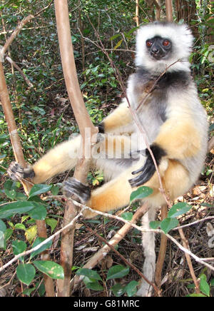 Diademed Sifaka, Madagascar Banque D'Images