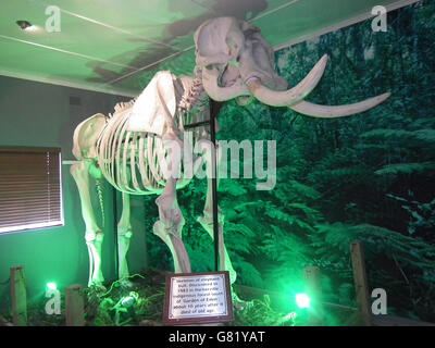 L'éléphant d'Afrique en squelette bull museum, Afrique du Sud, 2012 Banque D'Images