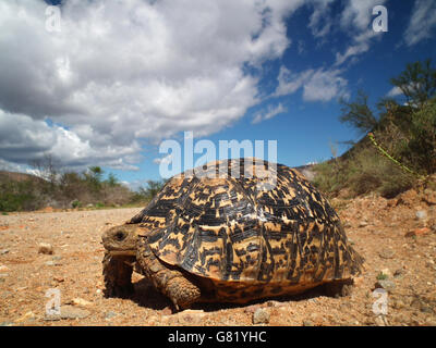 Tortue tortue léopard ou la montagne, (Stigmochelys pardalis), debout sur le sable, 2012 Banque D'Images