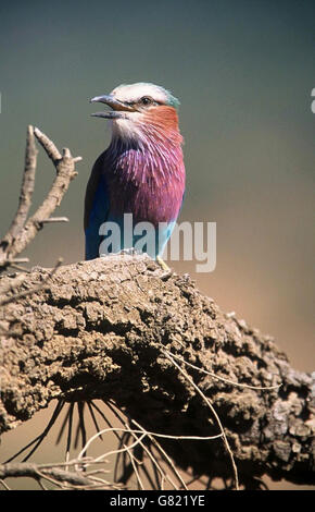 Lilac Breasted Roller (Coracias caudatus), Réserve de Chasse Pilanesberg, Afrique du Sud Banque D'Images