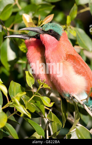 Le sud de carmine Guêpier (Merops nubicoides), Namibie Banque D'Images