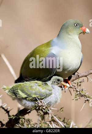 Pigeon vert africain (Treron calvus), Kruger National Park, Afrique du Sud Banque D'Images