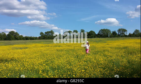 Isla Stanton, 8 ans, joue dans un domaine de buttercups à Bar Hill, Cambridge, par temps chaud. Banque D'Images