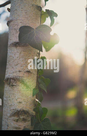 Close-up of ivy growing on tree au cours de journée ensoleillée Banque D'Images