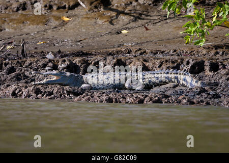 Crocodile, Crocodylus acutus, prendre le soleil au bord de Rio Grande, province de Cocle, République du Panama. Banque D'Images