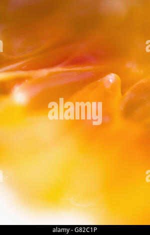 Extreme close-up of orange Banque D'Images