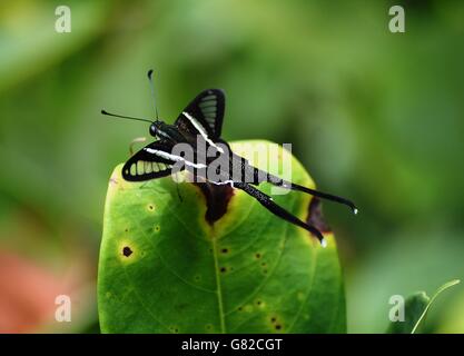 Papillon noir dragontail de Bornéo Banque D'Images