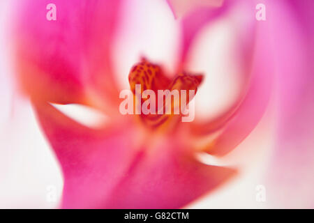 D'un plan macro orchidée rose Banque D'Images